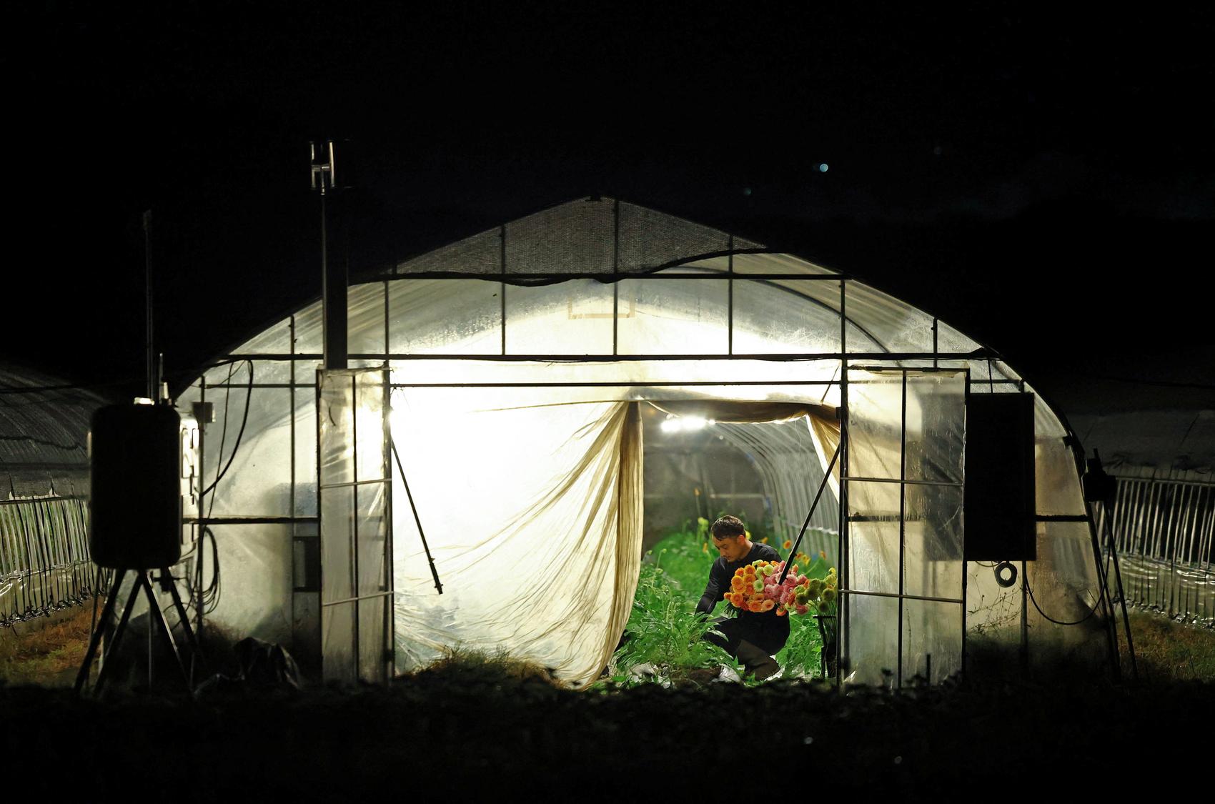 Gelombang Panas Ekstrem di Jepang Paksa Petani Beralih Kerja Malam Hari Demi Bertahan Hidup